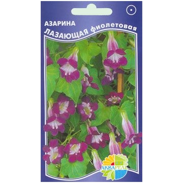Купить семена Азарина Лазающая фиолетовая